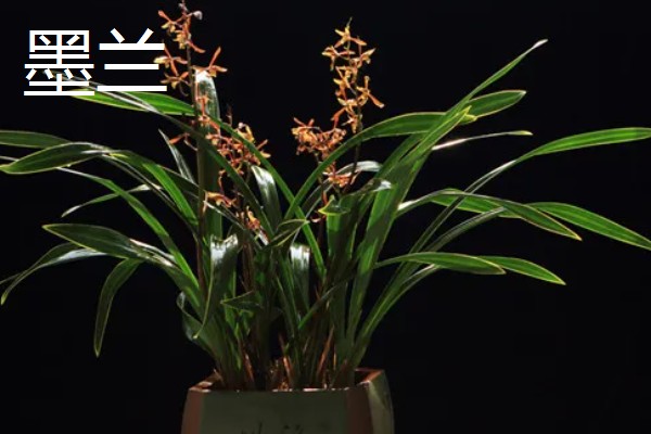 兰花在几月开,不同品种的开花时间不同