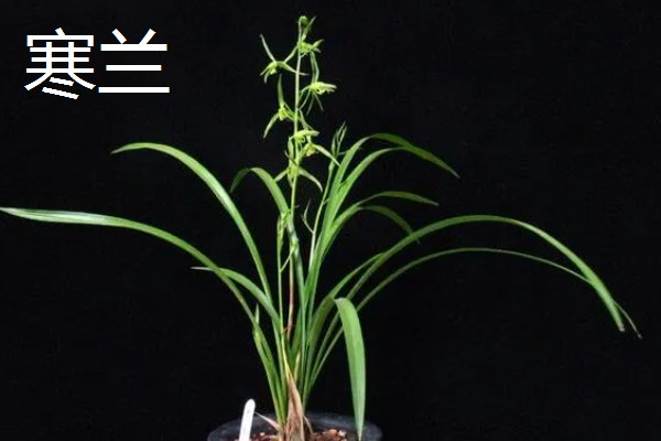 兰花在几月开,不同品种的开花时间不同