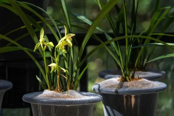 兰花在几月开,不同品种的开花时间不同