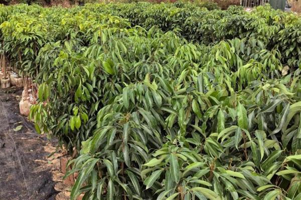 怎么选择荔枝苗,以下6种均可栽培