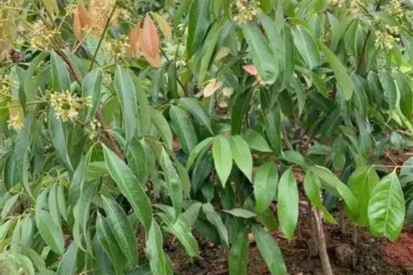 怎么选择荔枝苗,以下6种均可栽培