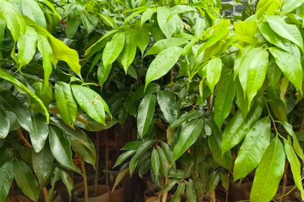 怎么选择荔枝苗,以下6种均可栽培