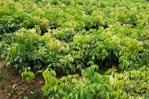 怎么选择荔枝苗,以下6种均可栽培