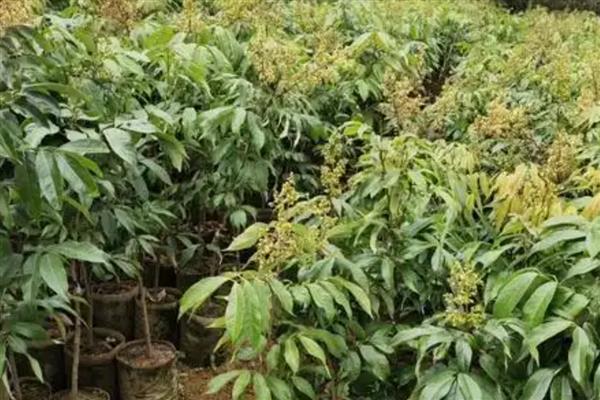 怎么选择荔枝苗,以下6种均可栽培