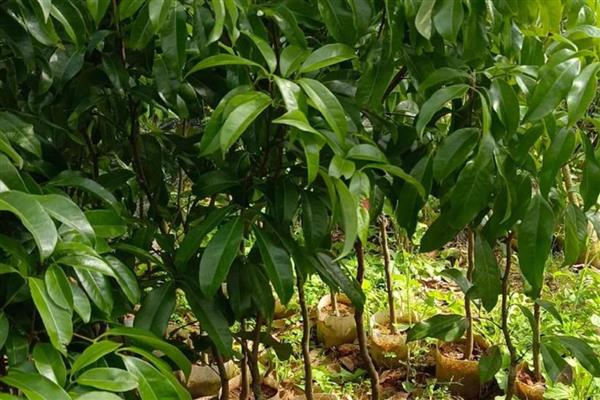 怎么选择荔枝苗,以下6种均可栽培