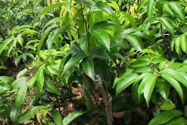 怎么选择荔枝苗,以下6种均可栽培