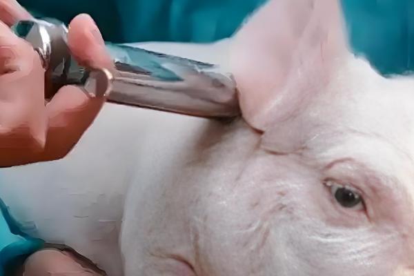 兽用注射器的针头规格及长度，不同体重的使用规格不同