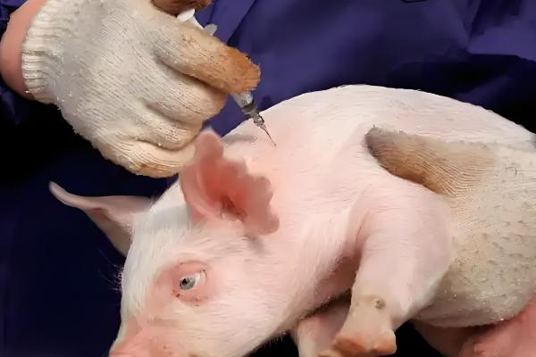 兽用注射器的针头规格及长度，不同体重的使用规格不同