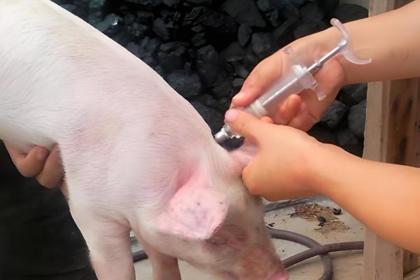 兽用注射器的针头规格及长度，不同体重的使用规格不同