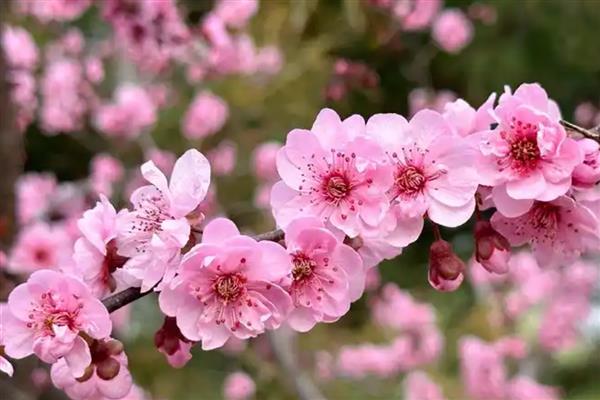 梅花不开花的原因及解决方法，可能是温度不适所致