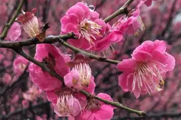 梅花不开花的原因及解决方法，可能是温度不适所致