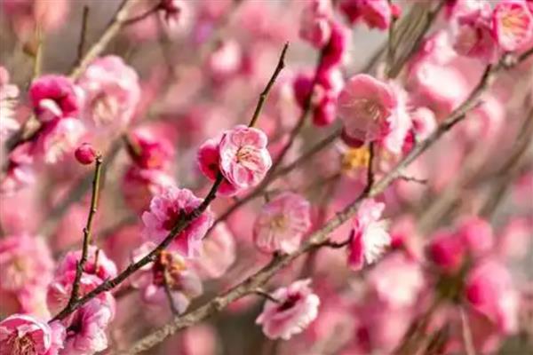 梅花不开花的原因及解决方法，可能是温度不适所致