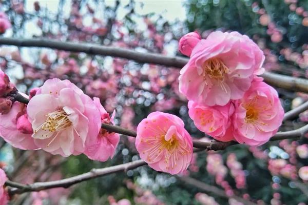 梅花不开花的原因及解决方法，可能是温度不适所致