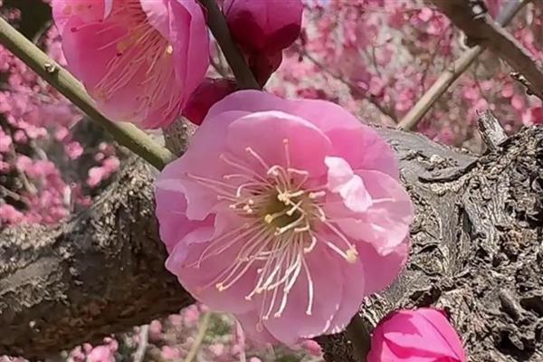 梅花不开花的原因及解决方法，可能是温度不适所致