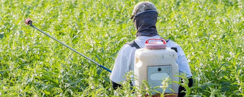花生地除草剂对芝麻有没有影响，盲目使用可能会造成药害