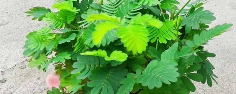 哪些盆栽有毒不能用手碰，是含羞草、刺槐、秋海棠等