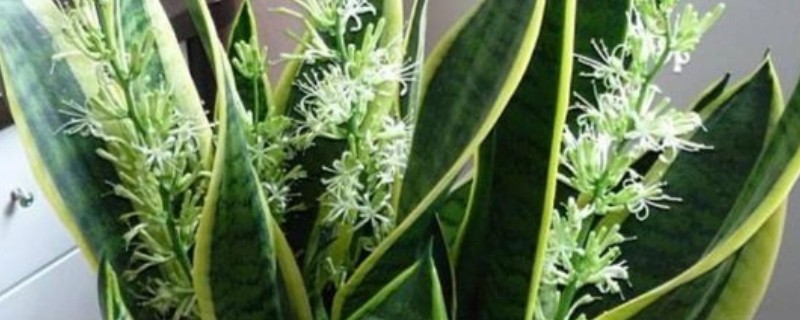 虎皮兰冬季养护方法，室内温度保持在10℃左右