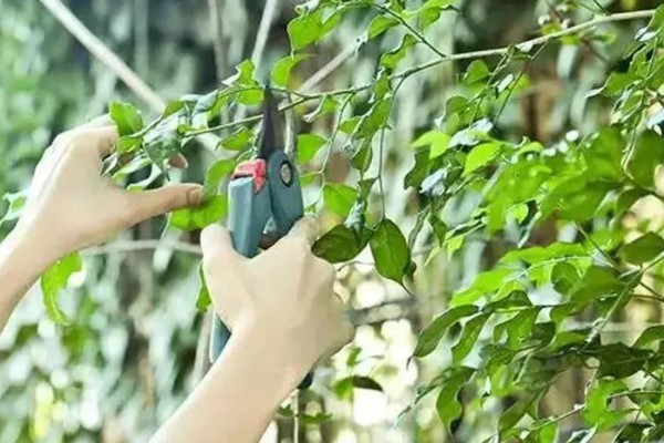 植物晒蔫怎么挽救,立即加强植物的遮盖措施