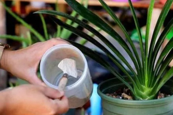 植物晒蔫怎么挽救,立即加强植物的遮盖措施