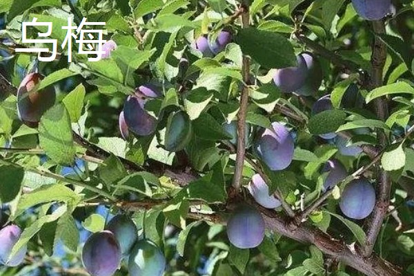 乌梅是李子吗，乌梅并不是李子