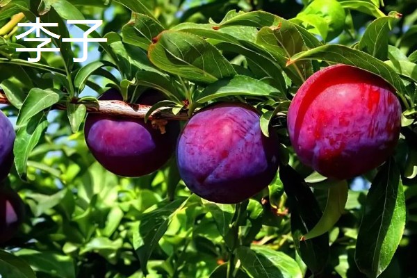 乌梅是李子吗，乌梅并不是李子