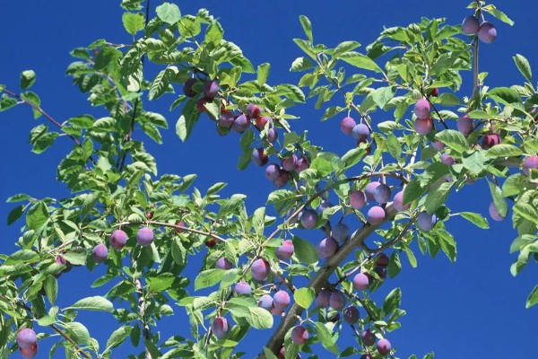 乌梅是李子吗，乌梅并不是李子