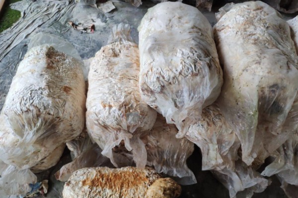 平菇废料袋的回收利用措施，可作为栽培料或饲料等使用