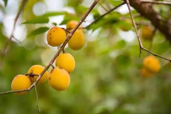 乌梅是李子吗，乌梅并不是李子