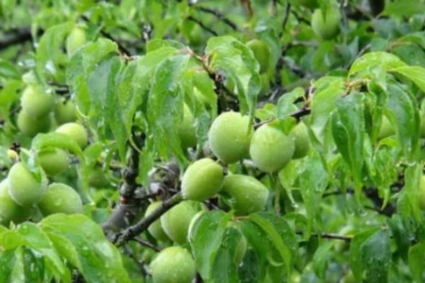 乌梅是李子吗，乌梅并不是李子