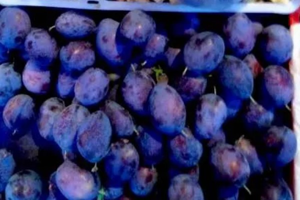 乌梅是李子吗，乌梅并不是李子