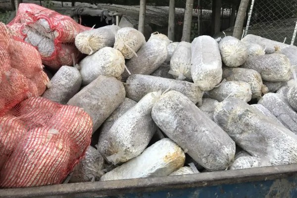 平菇废料袋的回收利用措施，可作为栽培料或饲料等使用