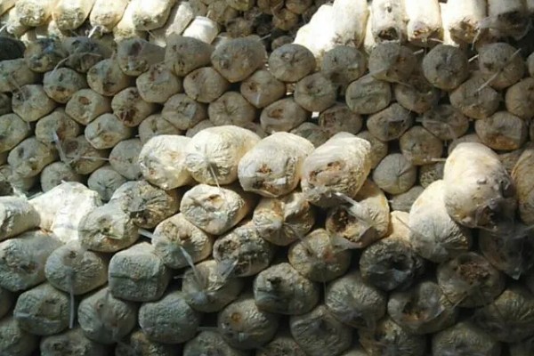 平菇废料袋的回收利用措施，可作为栽培料或饲料等使用