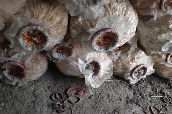 平菇废料袋的回收利用措施，可作为栽培料或饲料等使用