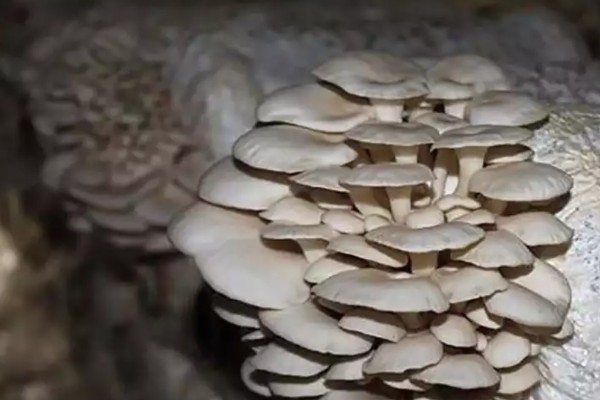 平菇废料袋的回收利用措施，可作为栽培料或饲料等使用