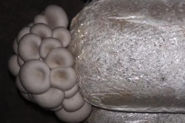 平菇废料袋的回收利用措施，可作为栽培料或饲料等使用