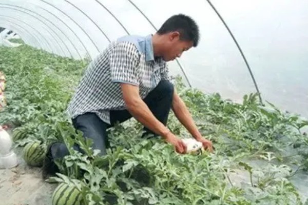 西瓜如何根部施肥,一定不可靠近西瓜的根部