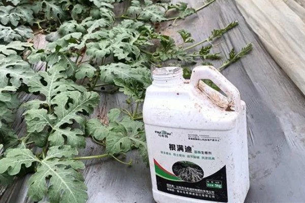 西瓜如何根部施肥,一定不可靠近西瓜的根部