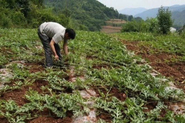 西瓜如何根部施肥,一定不可靠近西瓜的根部