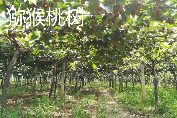 哪些果树是浆果类,常见葡萄树、猕猴桃树等品种