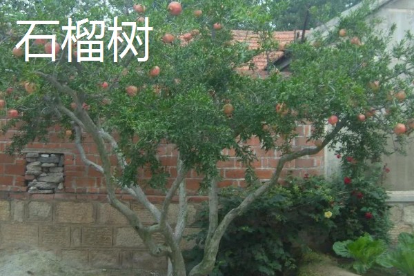 哪些果树是浆果类,常见葡萄树、猕猴桃树等品种