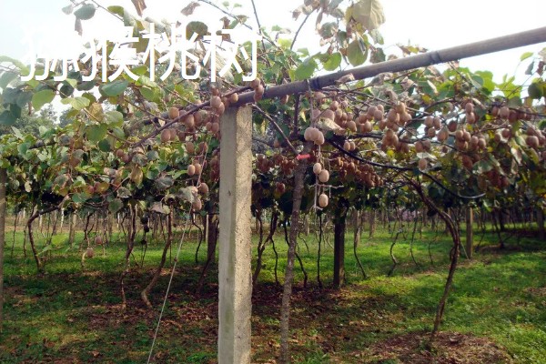 哪些果树是浆果类,常见葡萄树、猕猴桃树等品种