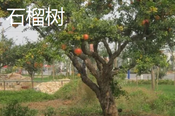 哪些果树是浆果类,常见葡萄树、猕猴桃树等品种