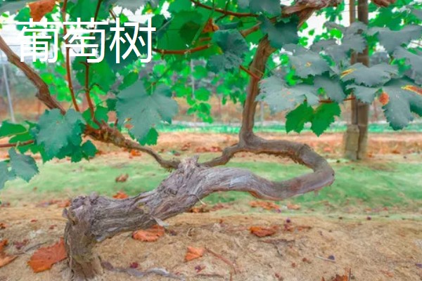 哪些果树是浆果类,常见葡萄树、猕猴桃树等品种