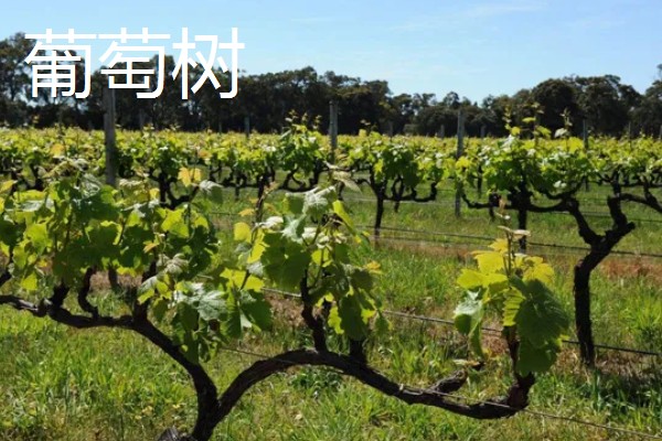 哪些果树是浆果类,常见葡萄树、猕猴桃树等品种