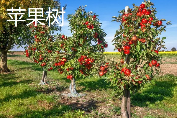 哪些果树是浆果类,常见葡萄树、猕猴桃树等品种