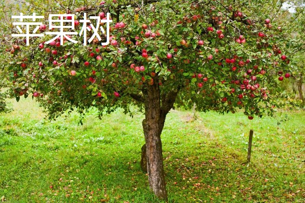 哪些果树是浆果类,常见葡萄树、猕猴桃树等品种