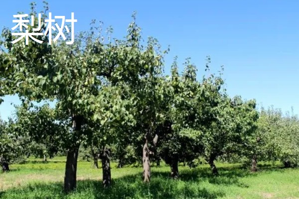 哪些果树是浆果类,常见葡萄树、猕猴桃树等品种