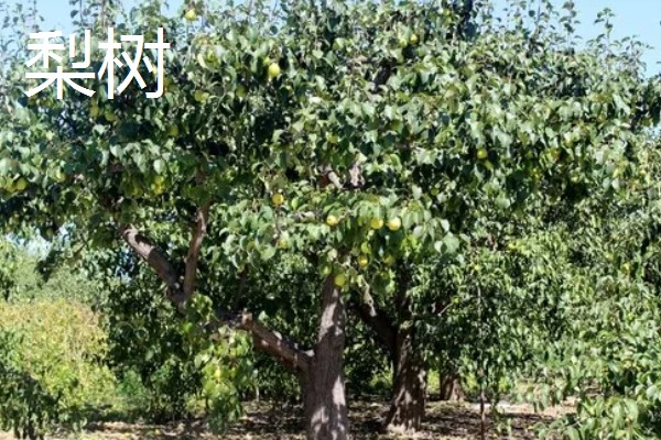 哪些果树是浆果类,常见葡萄树、猕猴桃树等品种