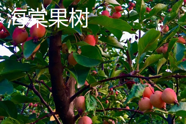 哪些果树是浆果类,常见葡萄树、猕猴桃树等品种