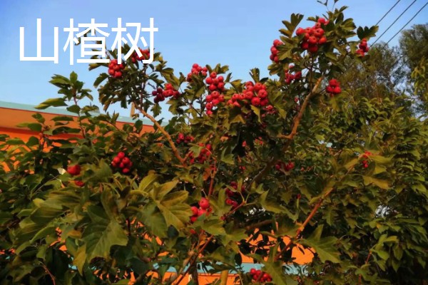 哪些果树是浆果类,常见葡萄树、猕猴桃树等品种